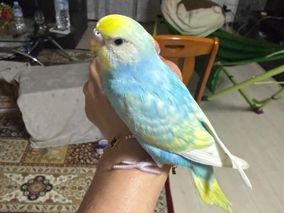 ボスちゃん ボスちゃん