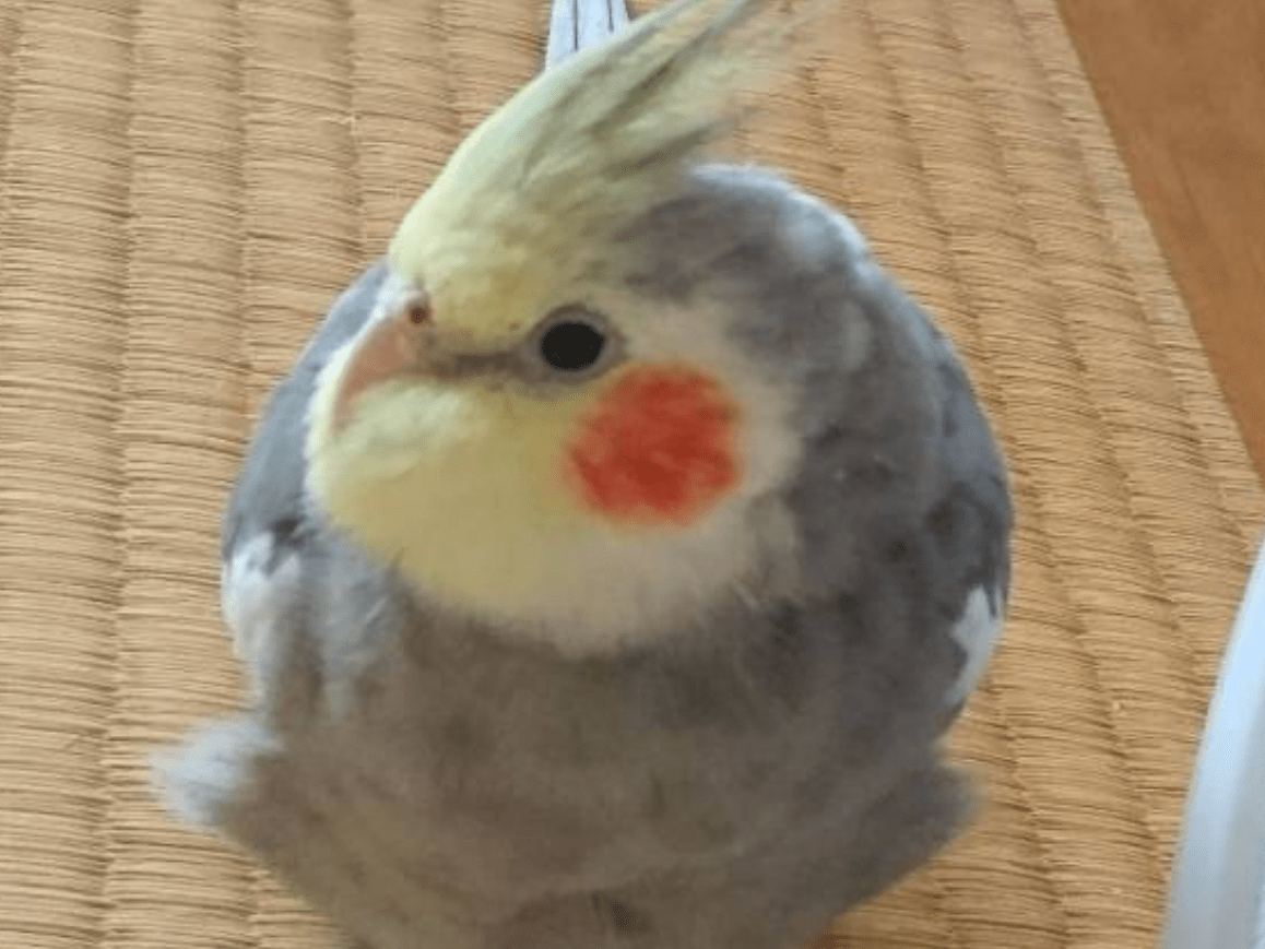 おかめちゃん おかめちゃん
