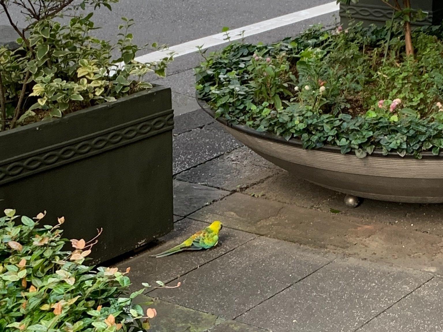 目撃された鳥 目撃された鳥