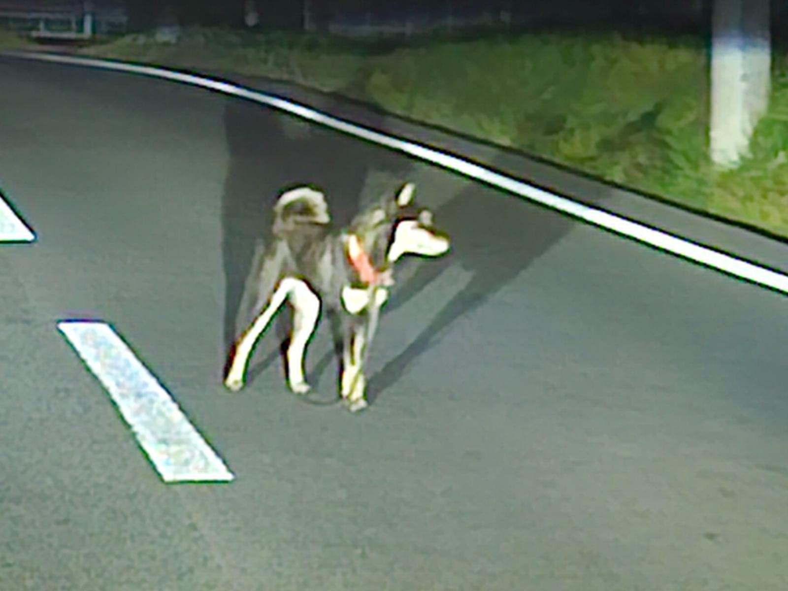 目撃された犬 目撃された犬