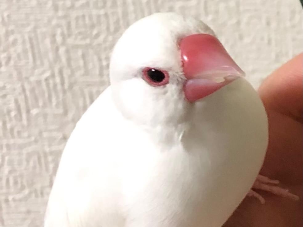 ぶんちゃん ぶんちゃん