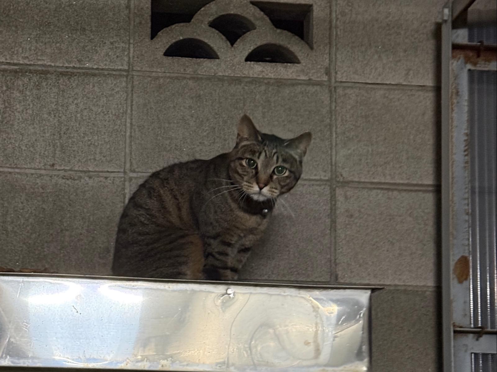 目撃された猫 目撃された猫