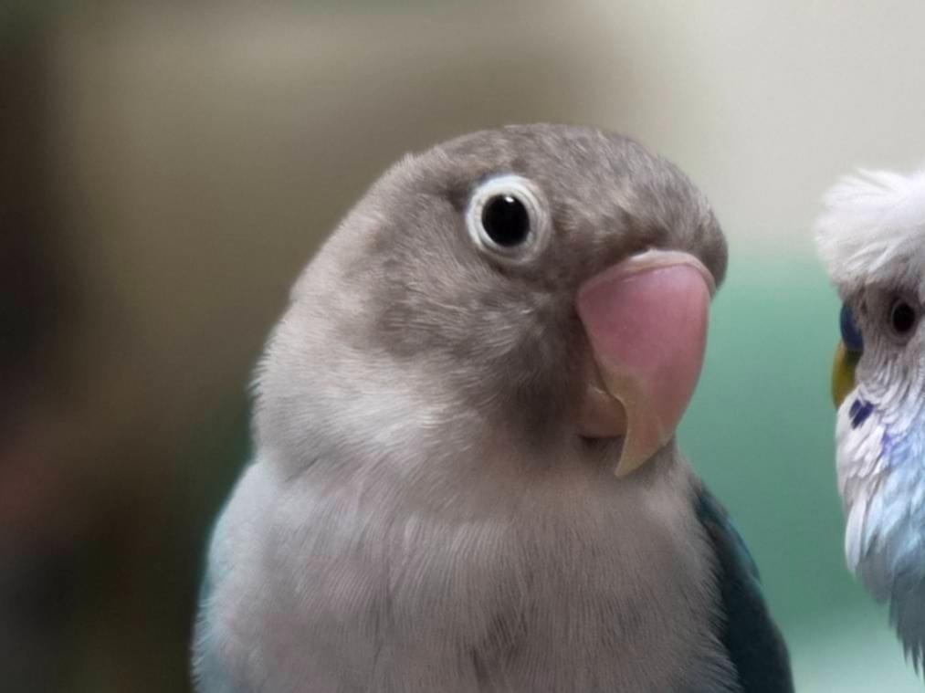 るりちゃん るりちゃん