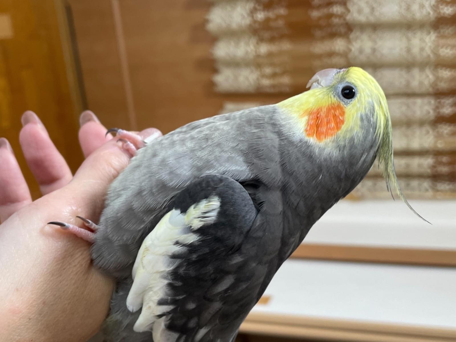 もこちゃん もこちゃん
