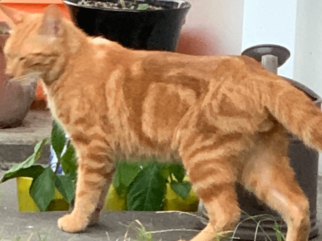 目撃された猫 目撃された猫