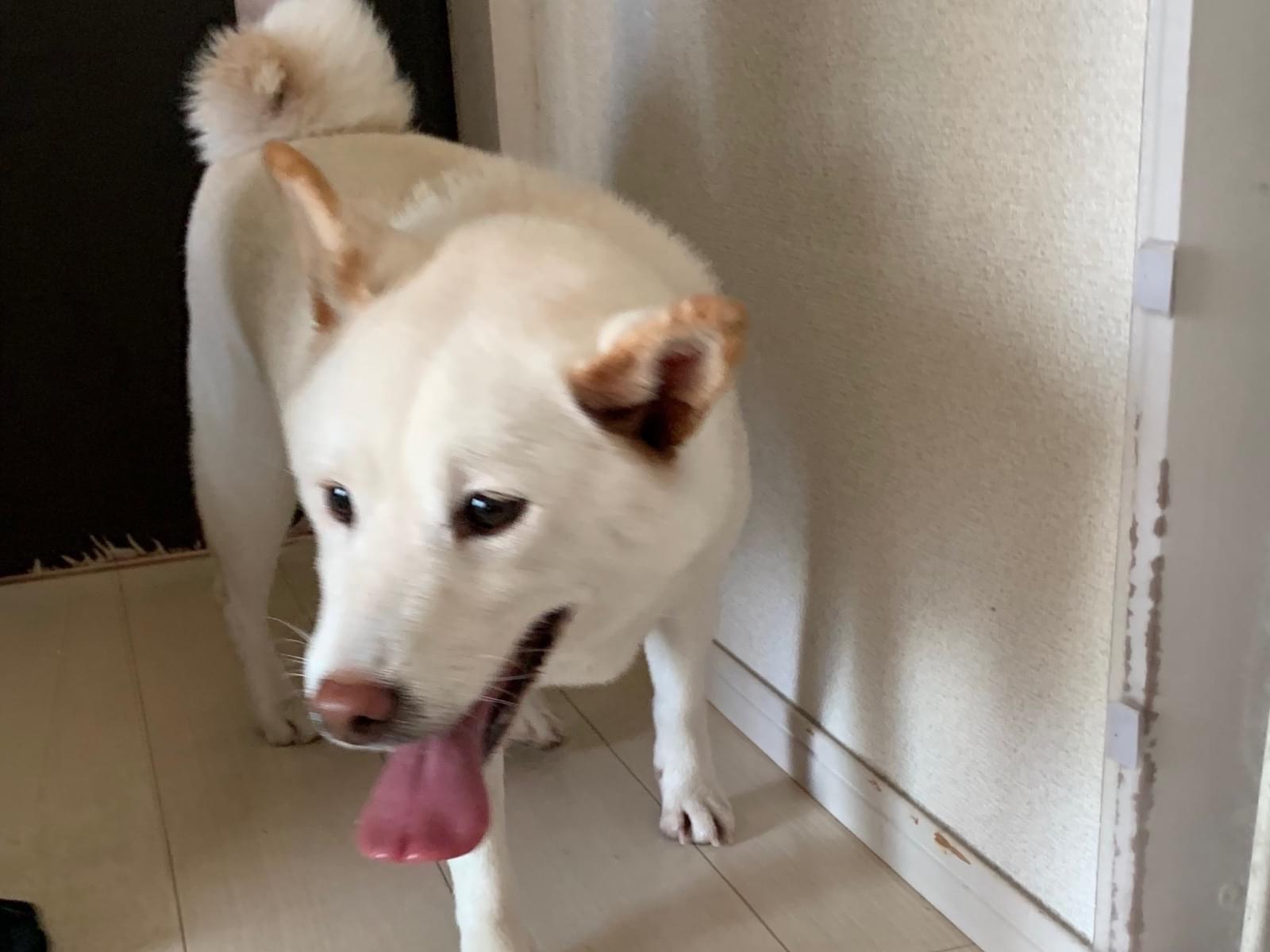保護された犬 保護された犬
