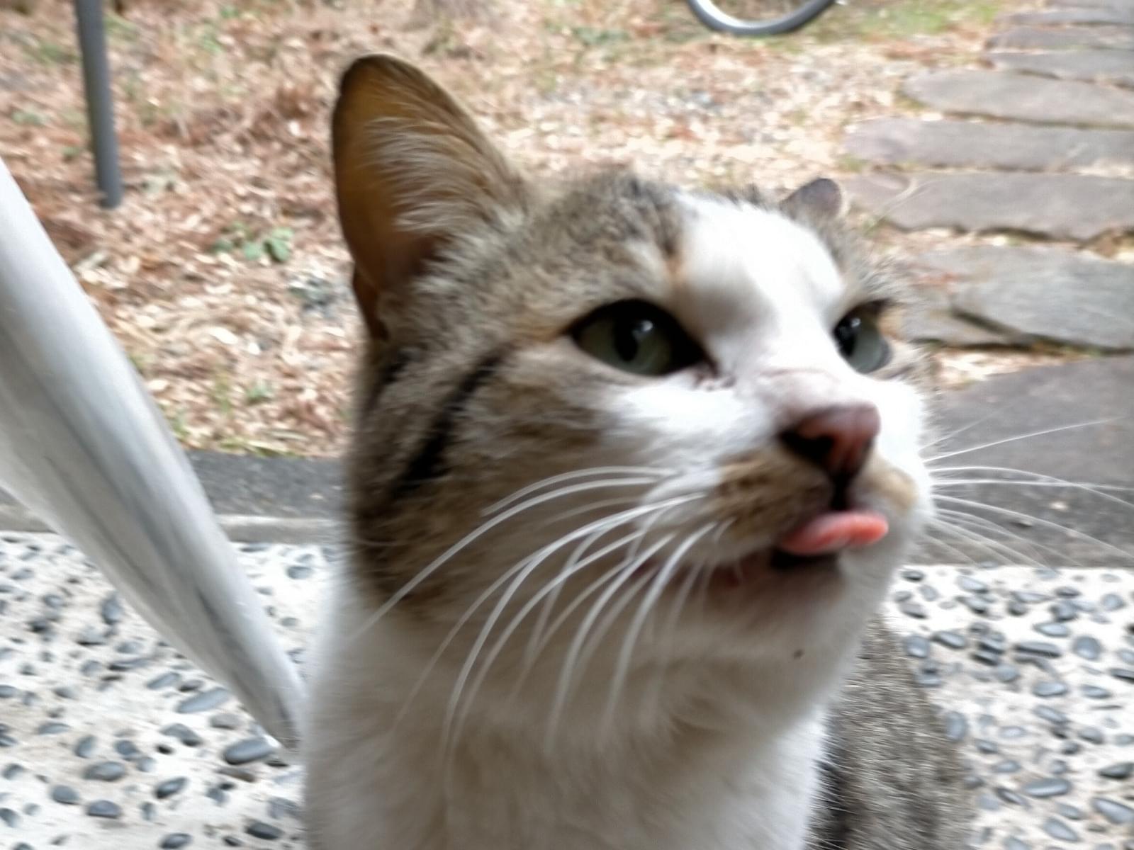 保護された猫 保護された猫