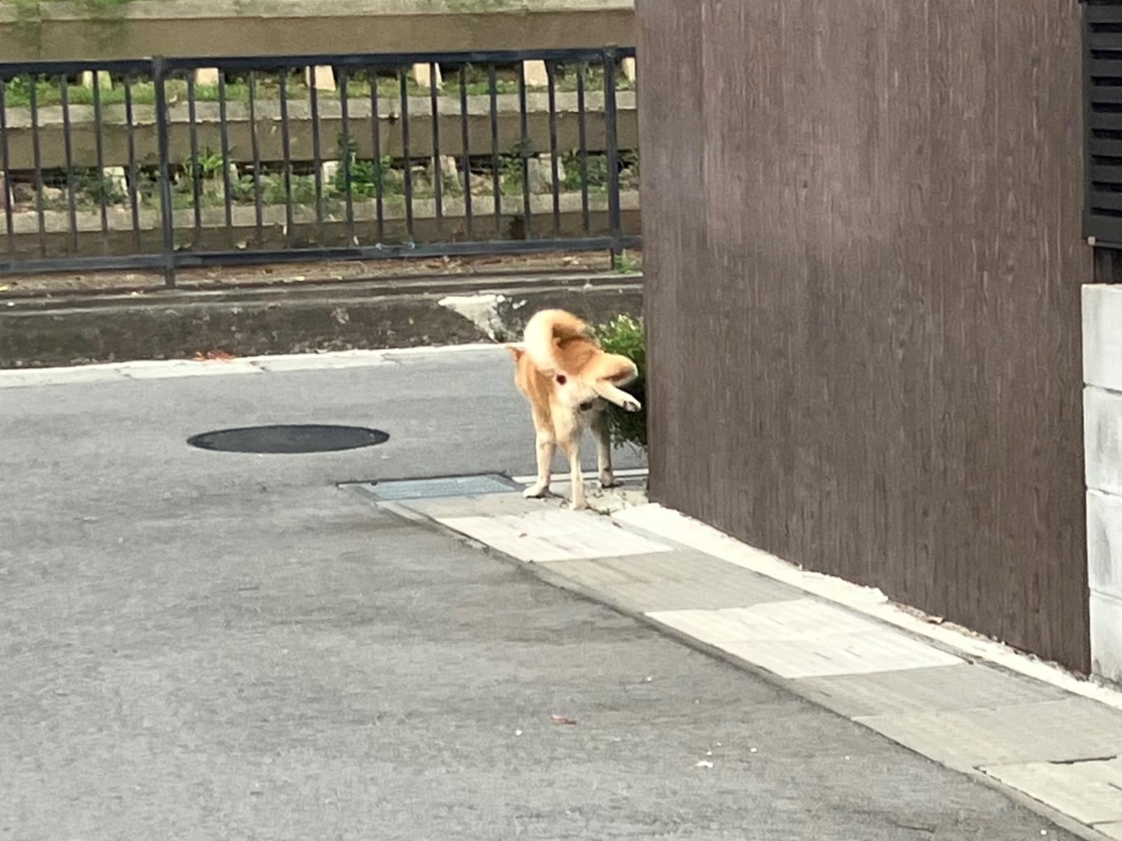 保護された犬 保護された犬