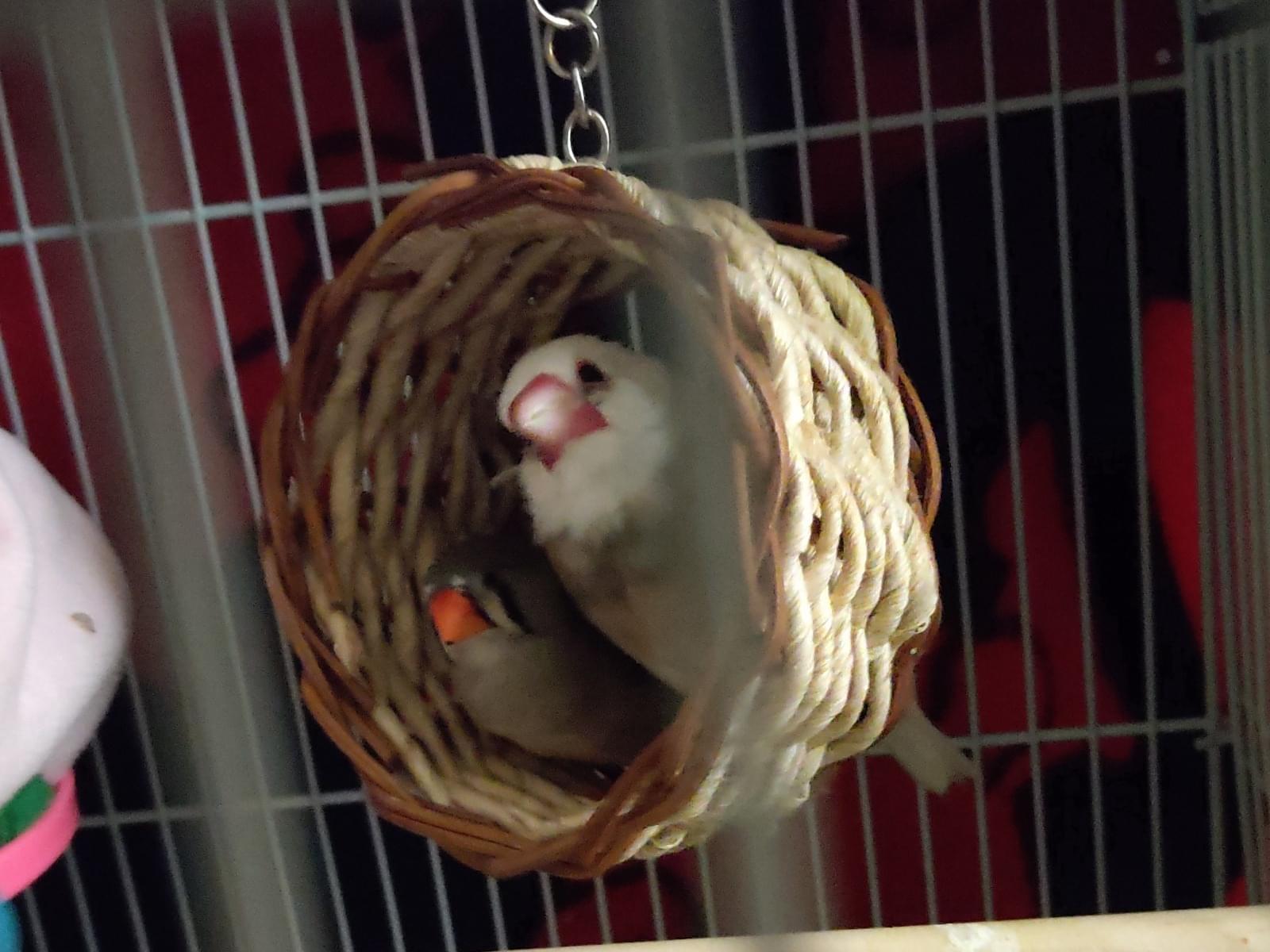 つぶちゃん つぶちゃん