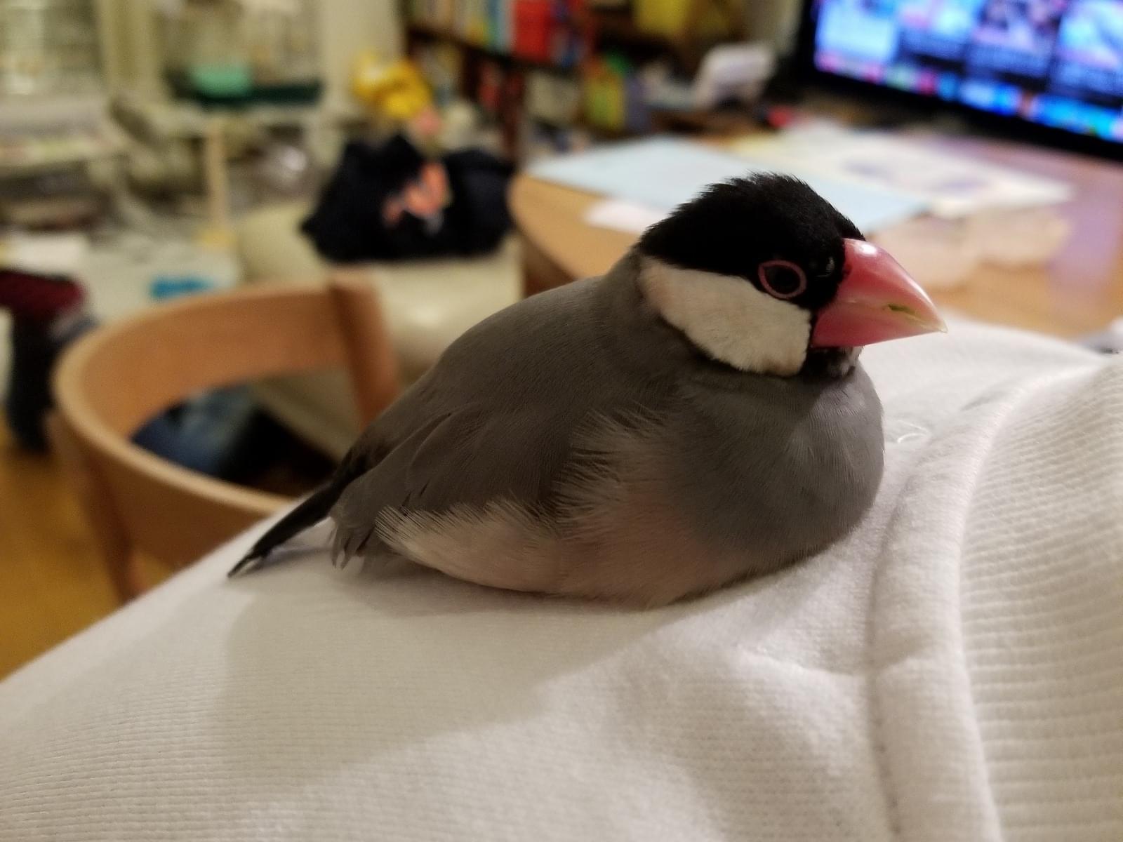さくらちゃん さくらちゃん