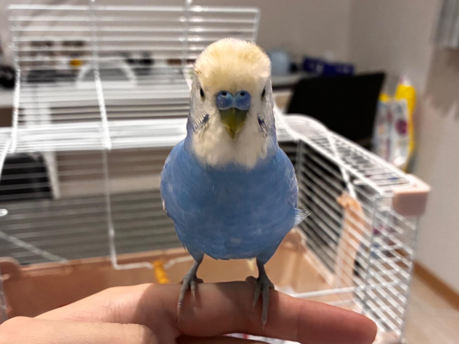 保護された鳥 保護された鳥