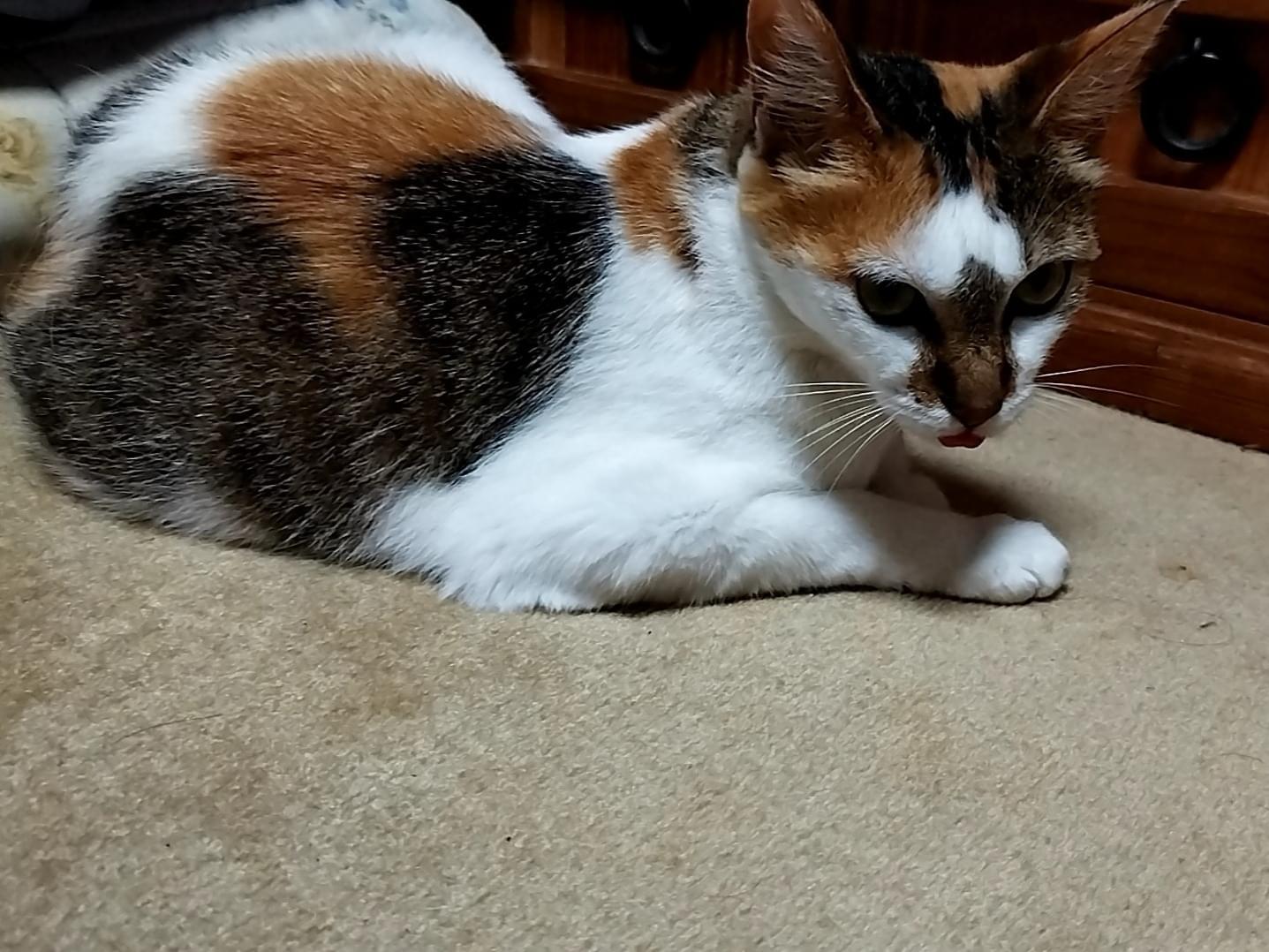 かんなちゃん かんなちゃん