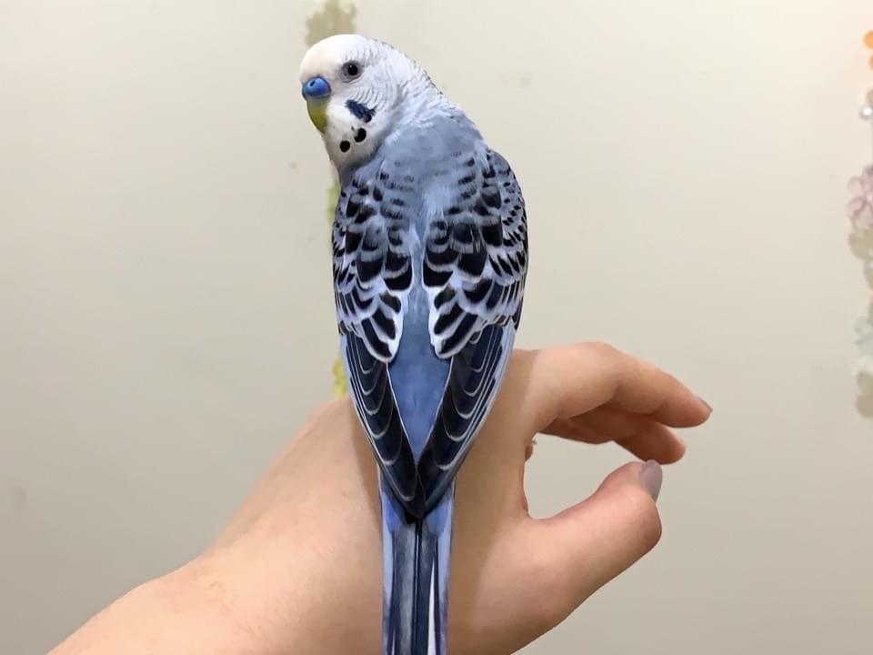 そらちゃん そらちゃん