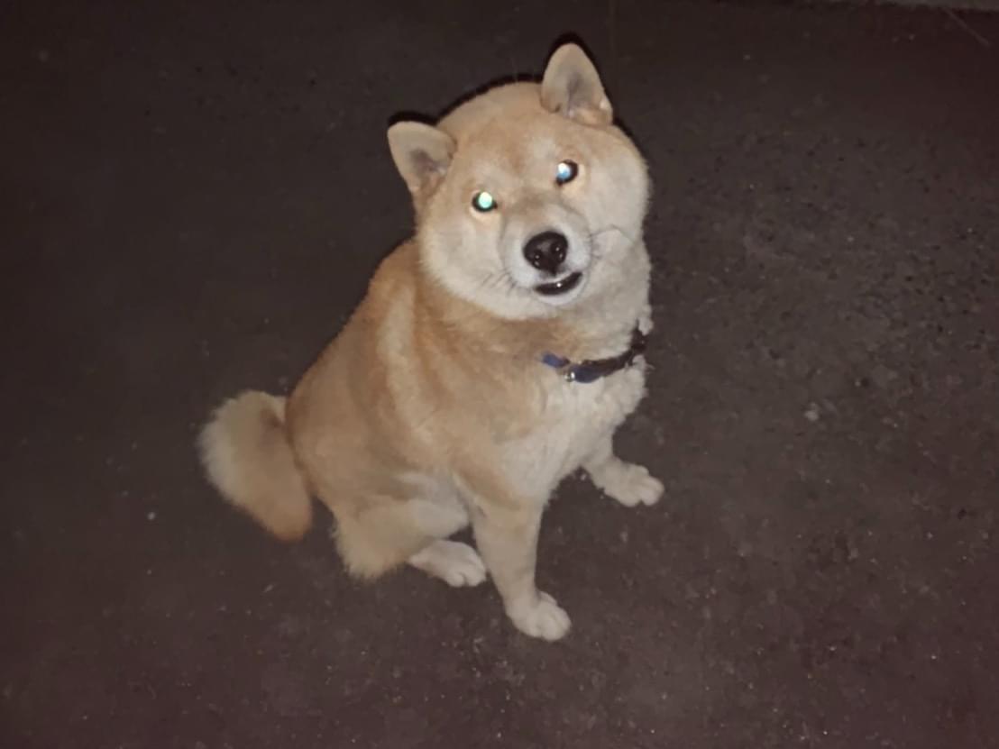 保護された犬 保護された犬