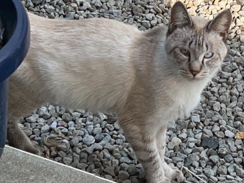 保護された猫 保護された猫
