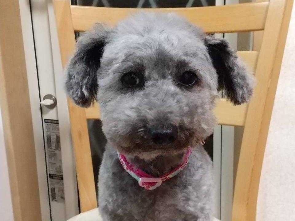 ミントちゃん ミントちゃん