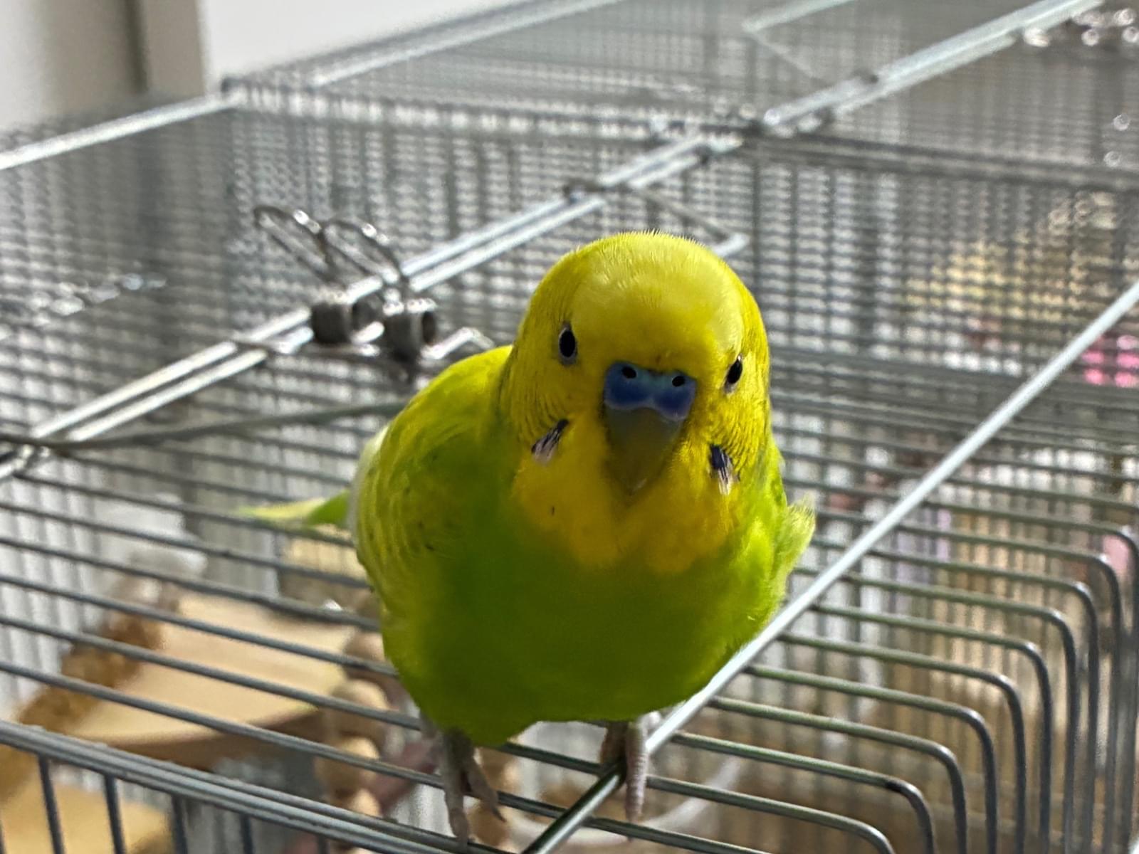 あおいちゃん あおいちゃん