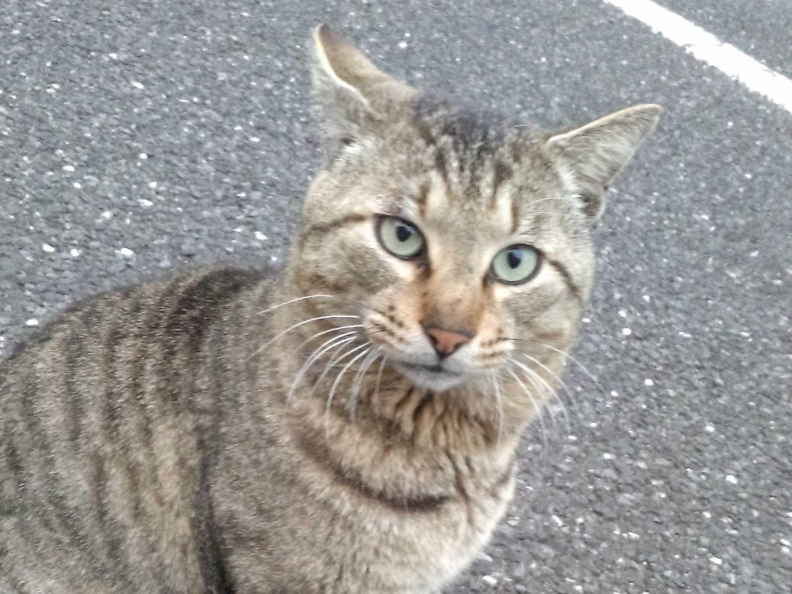 サイレンちゃん サイレンちゃん