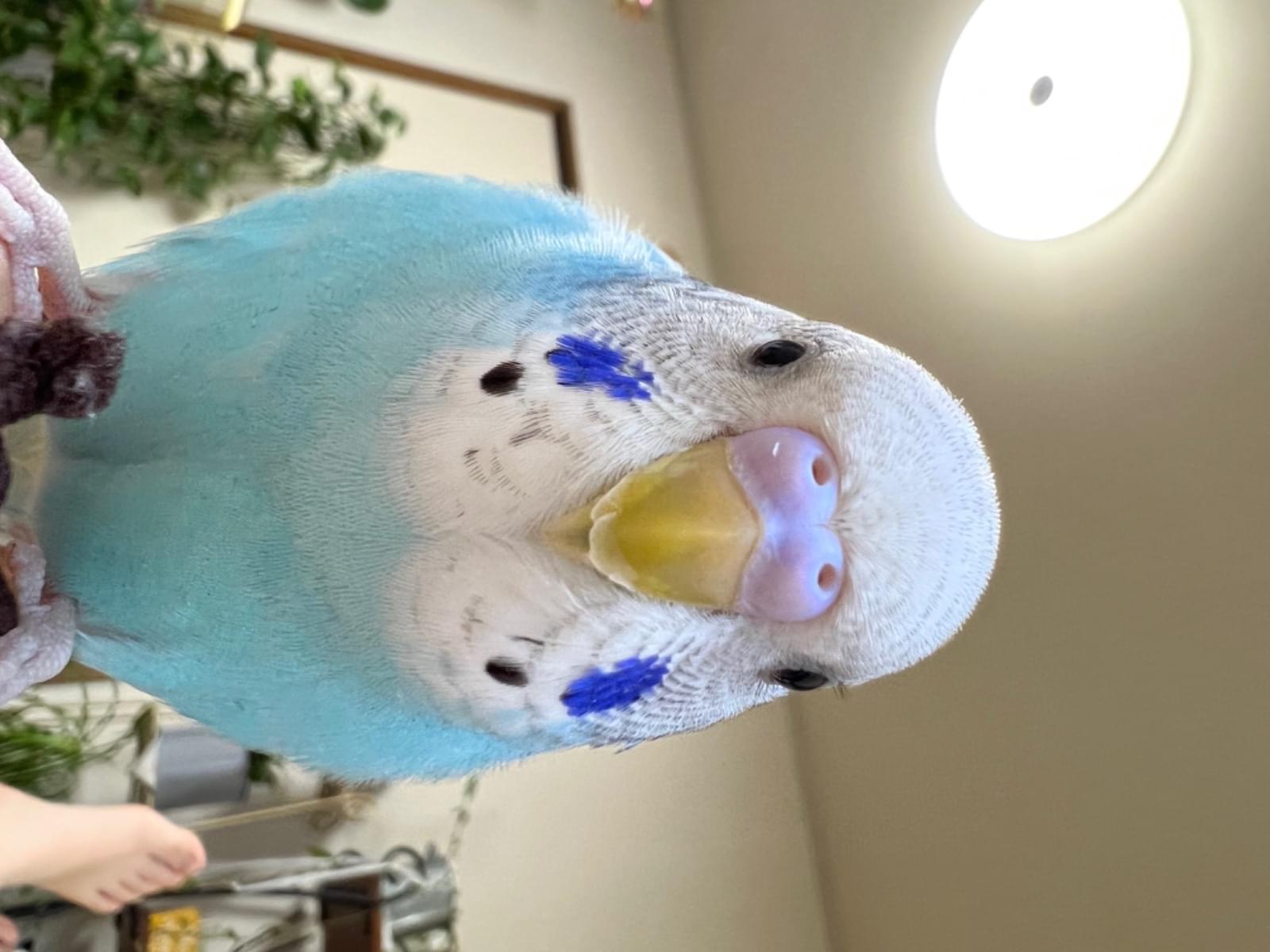 まめ太ちゃん まめ太ちゃん
