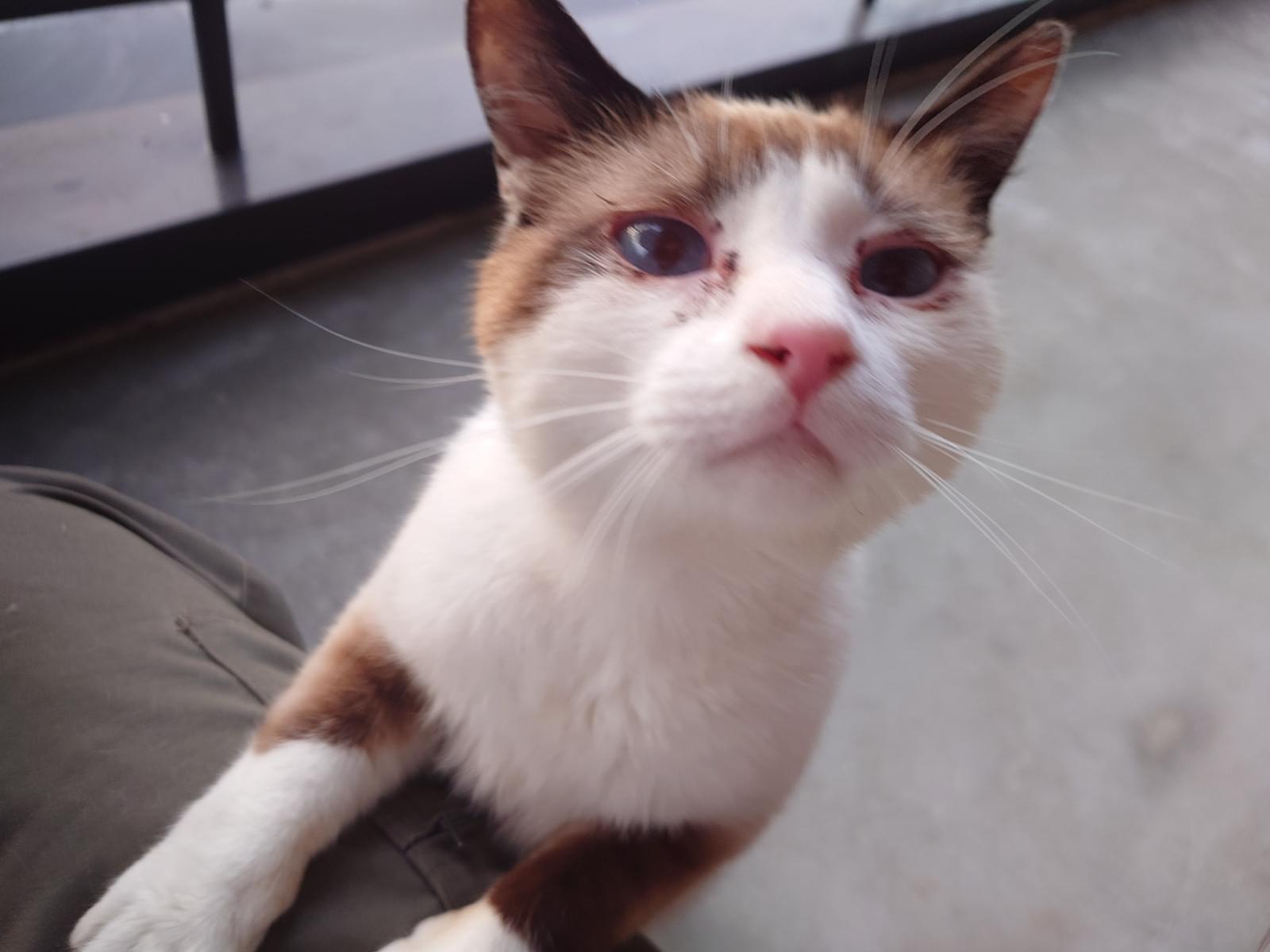 保護された猫