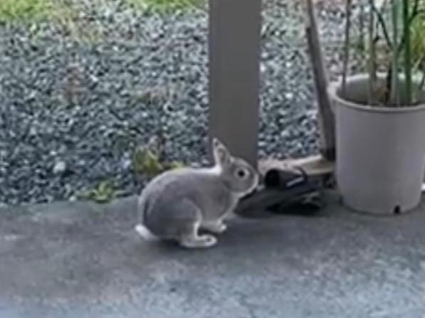 タヌスちゃん タヌスちゃん