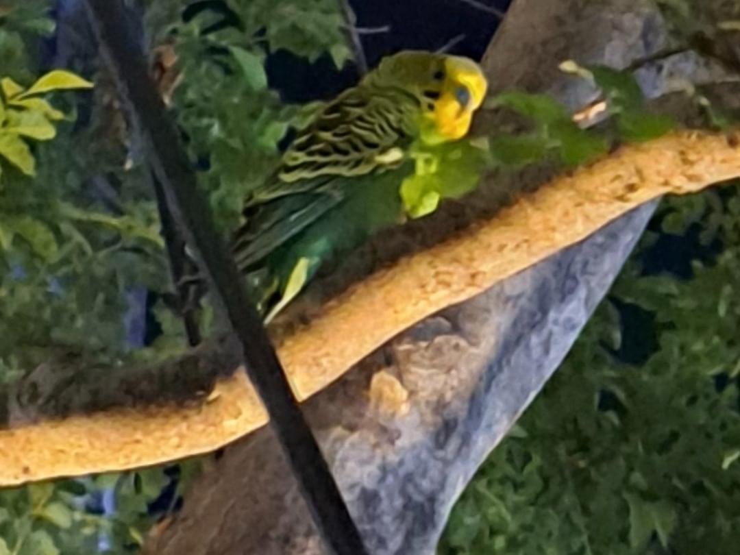 目撃された鳥 目撃された鳥