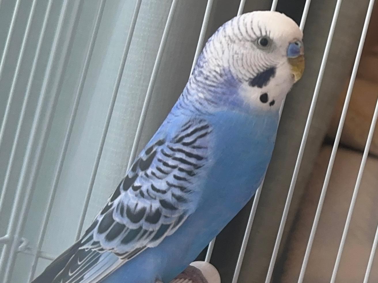 保護された鳥 保護された鳥