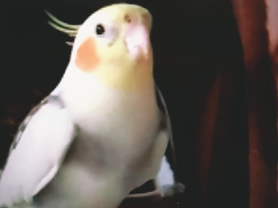 ラムちゃん ラムちゃん