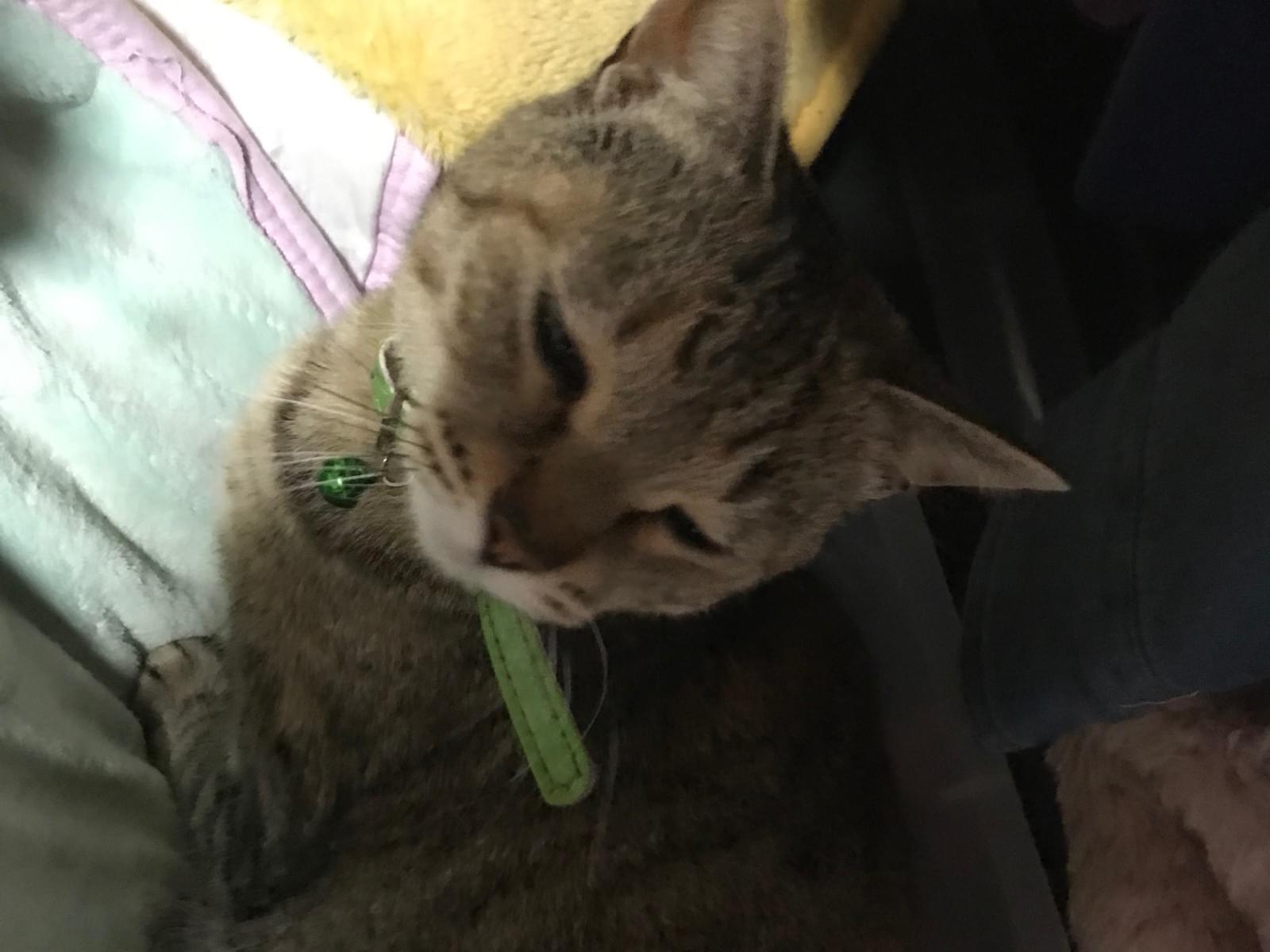 ポテトちゃん ポテトちゃん