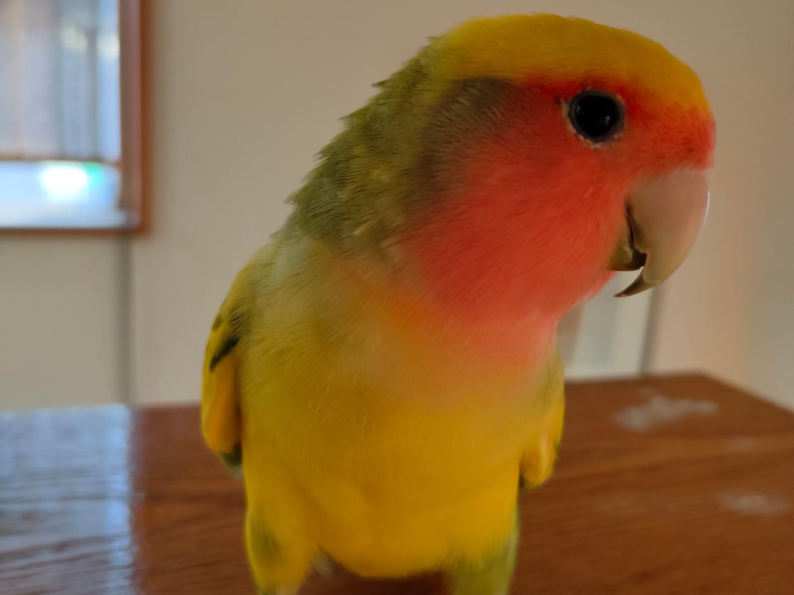 サクラちゃん サクラちゃん
