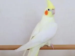 大阪府枚方市】オカメインコルチノーの若鳥♀を探しています