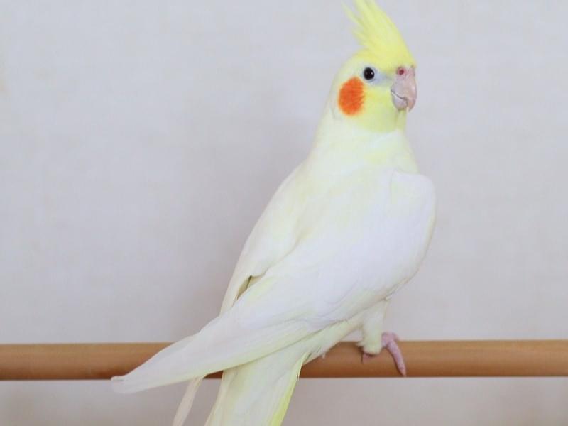 フクちゃん フクちゃん