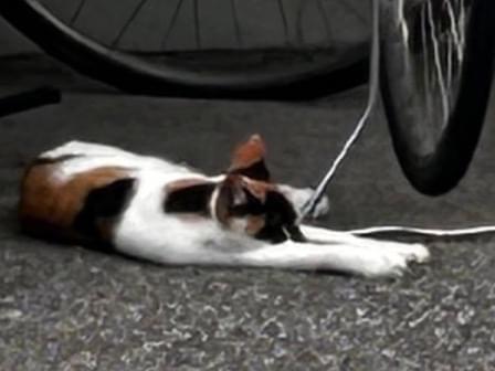 目撃された猫 目撃された猫