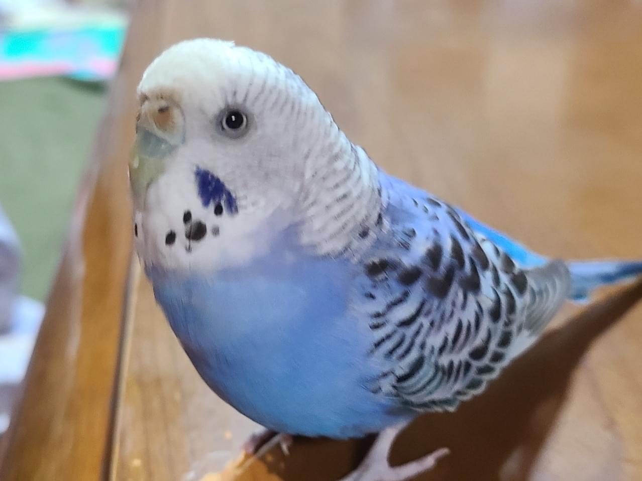 ぴーちゃん ぴーちゃん