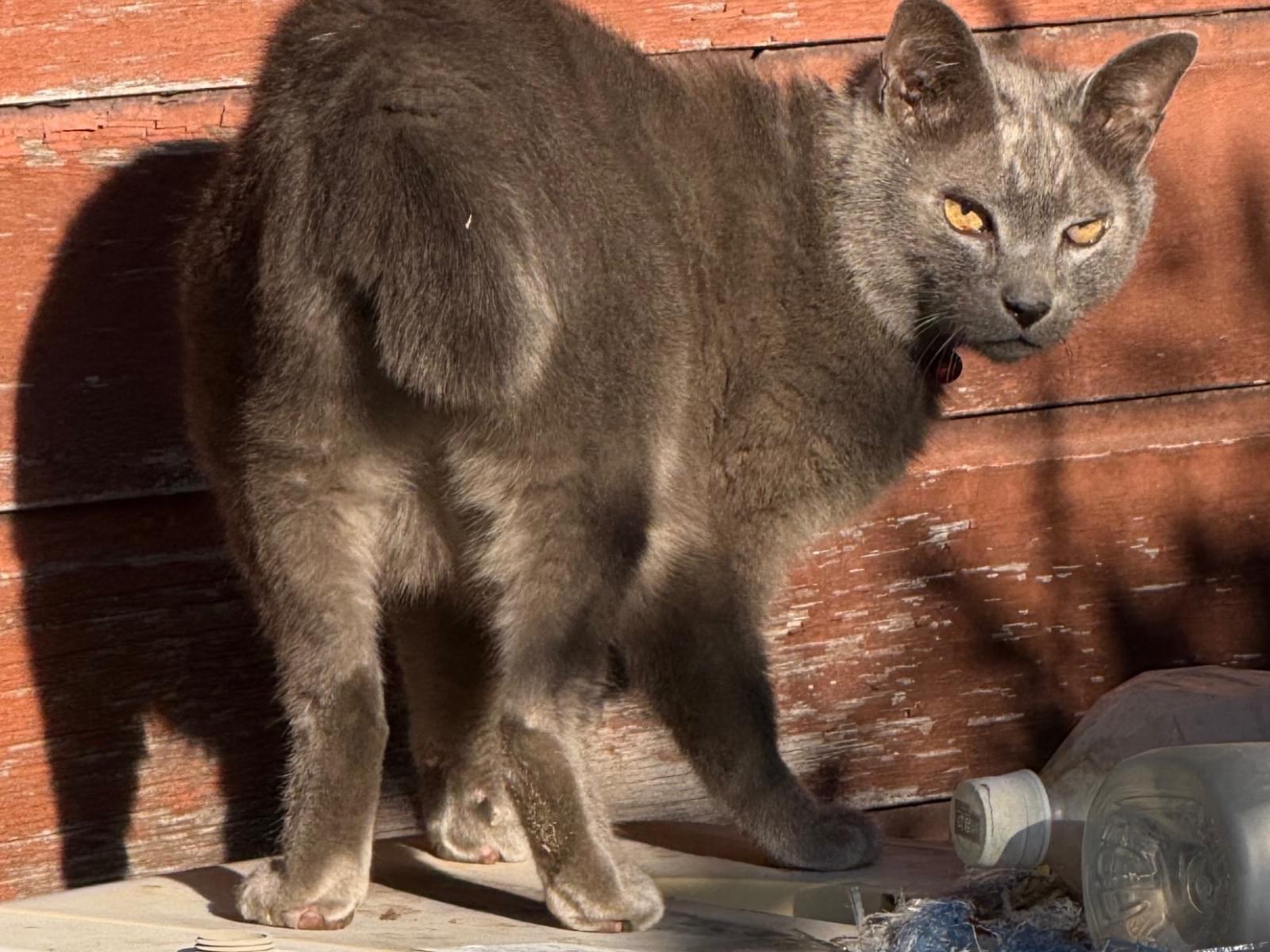 目撃された猫 目撃された猫