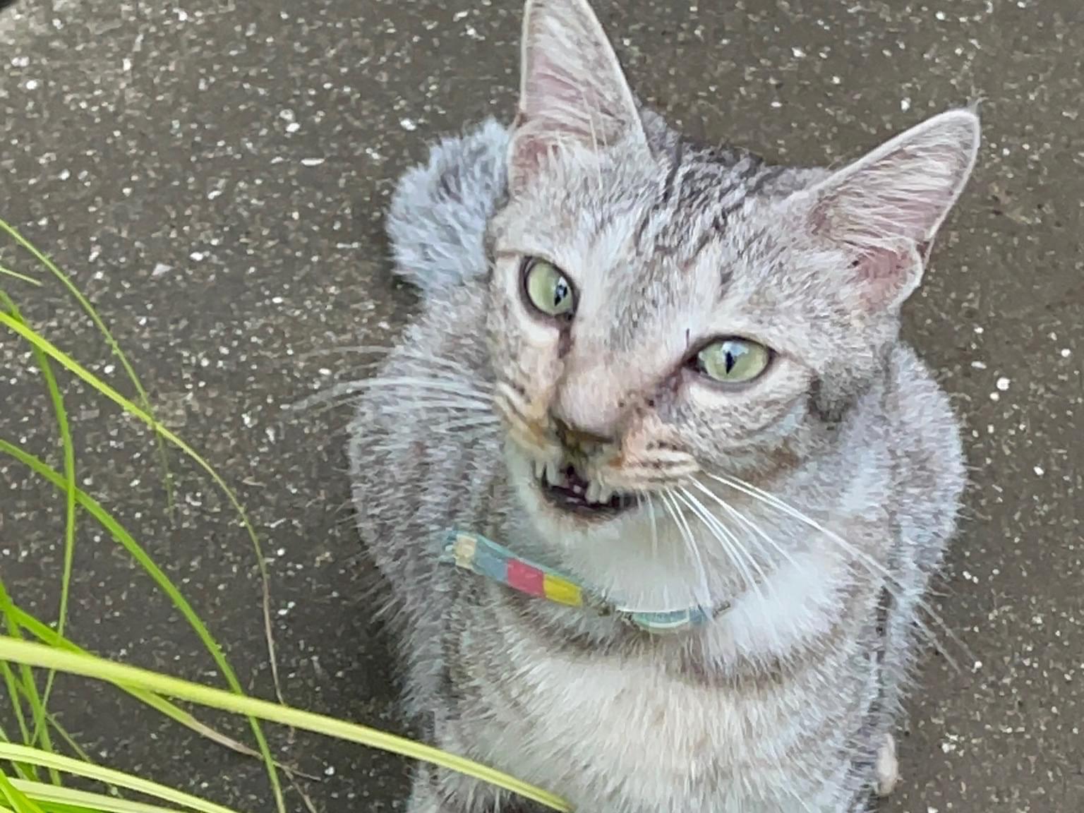 保護された猫 保護された猫