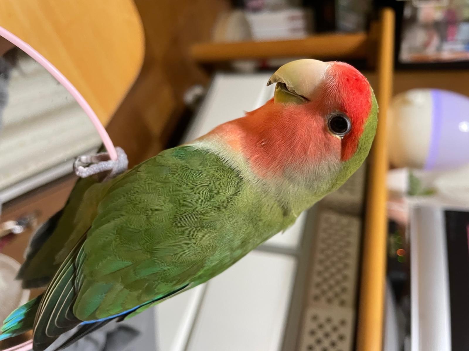 ピーちゃん ピーちゃん