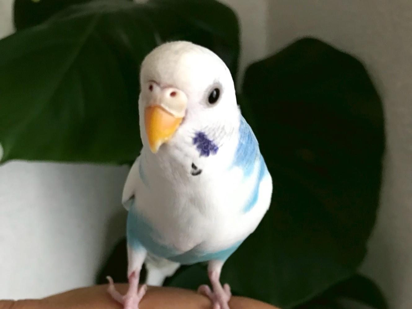 ユキちゃん