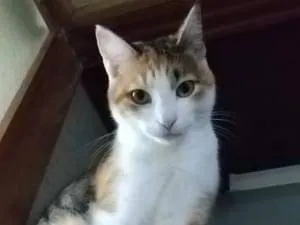 三毛猫モカちゃん探してます