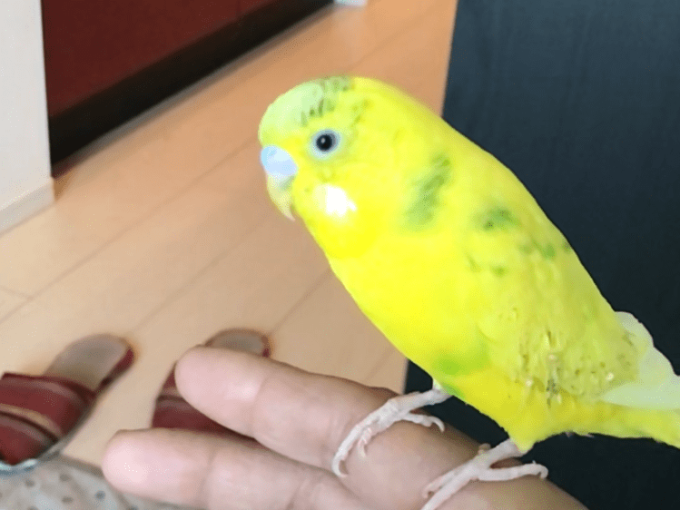 ピピちゃん ピピちゃん