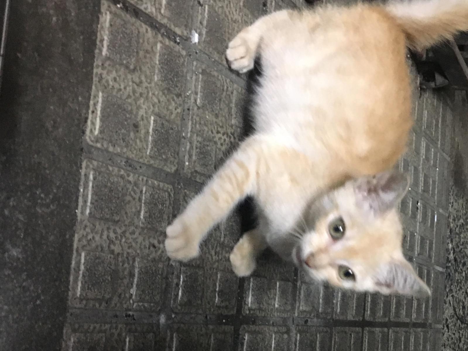目撃された猫 目撃された猫