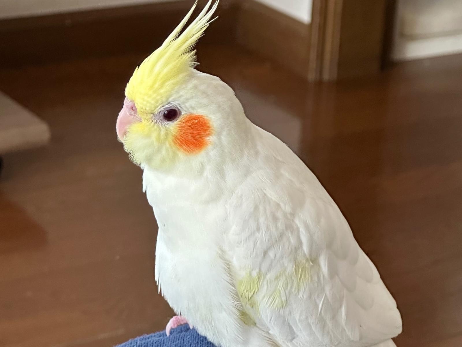 たまごちゃん たまごちゃん