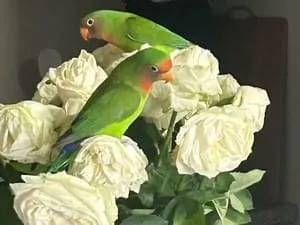 全国の迷子の鳥 (14638件)