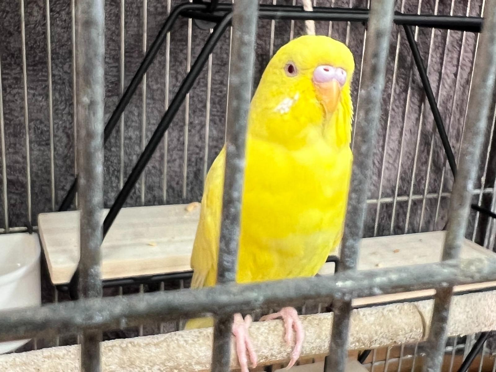 保護された鳥