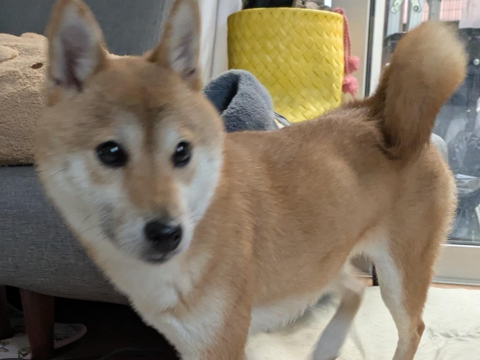 くるみちゃん くるみちゃん