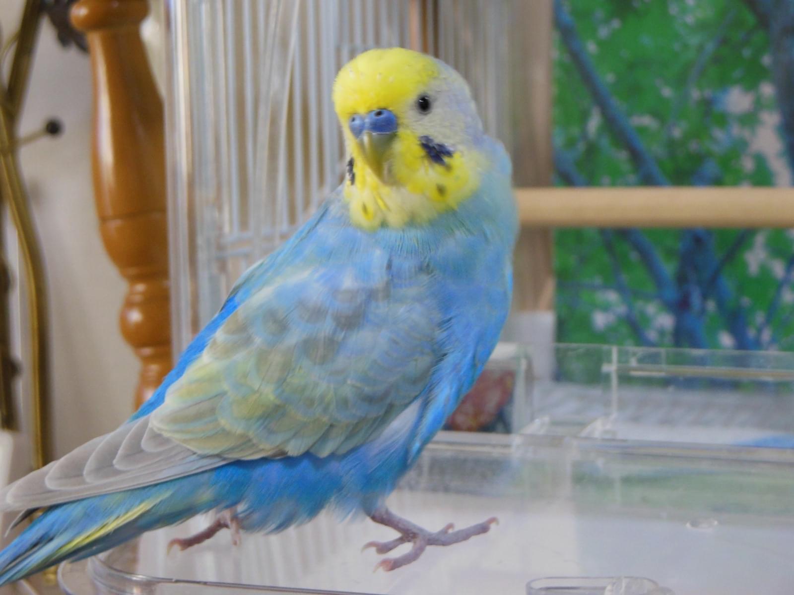 わたあめちゃん