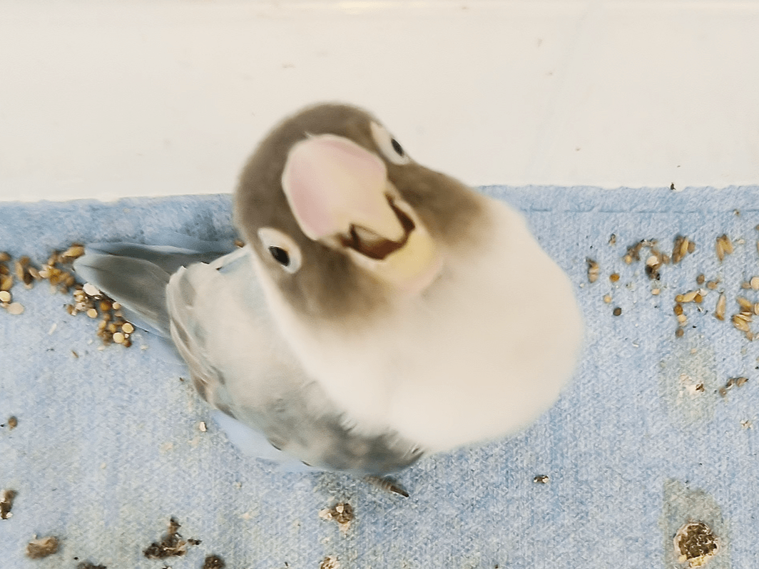 保護された鳥 保護された鳥