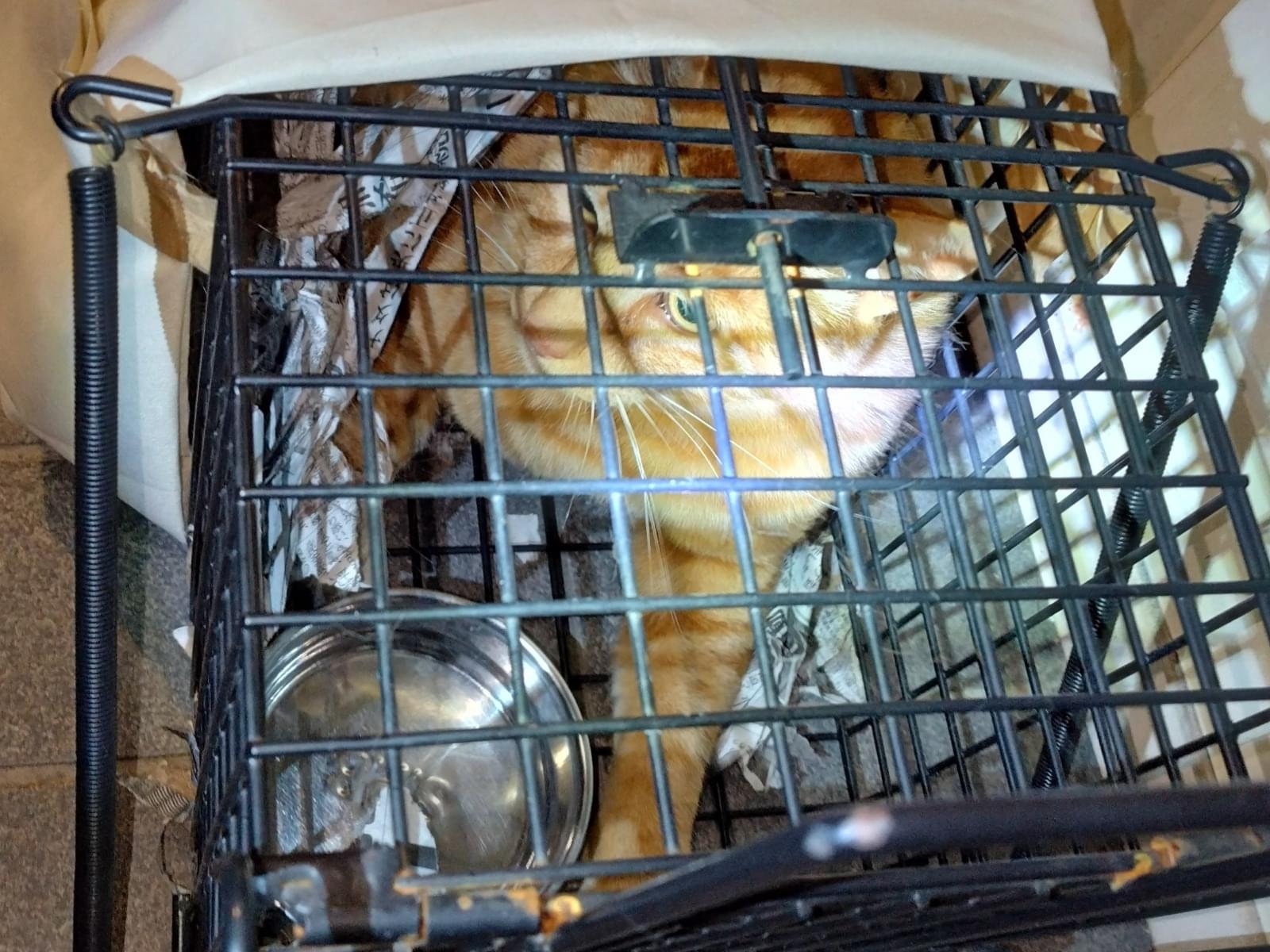 目撃された猫