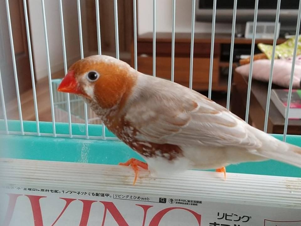 保護された鳥 保護された鳥