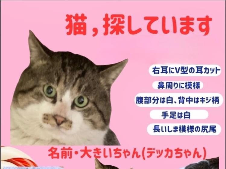 大きいちゃん 大きいちゃん